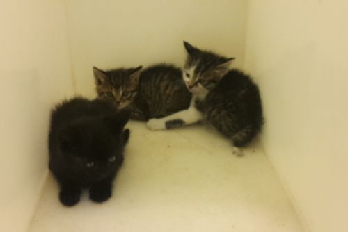 Foto: V Újezdě odložili u popelnice tři malá koťata