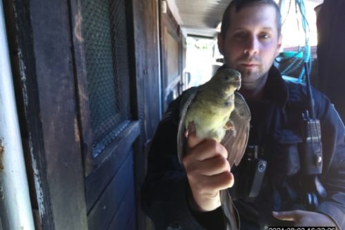 Foto: V záchranné stanici skončil papoušek a andulka. Neulétli vám?