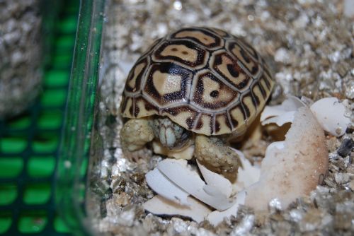 Foto: V zoo se narodila tříkrálová želvička, první letošní mládě
