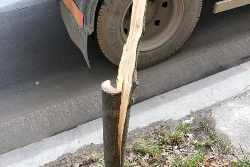 Foto: Vandalství a neúcta poškozují v Plzni stromy a zeleň