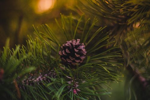 Foto: Vánoční stromky v Plzni jdou do kompostu