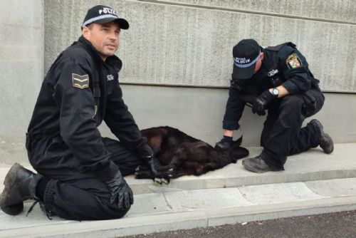 Foto: Velká akce na Lochotíně, strážníci chytali zbloudilou kozu 