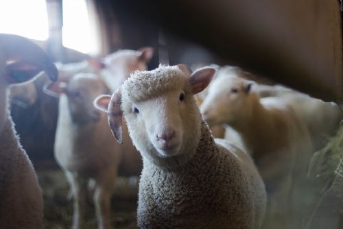 Foto: Veterináři řešili v kraji loni ptačí chřipku i klusavku u ovcí