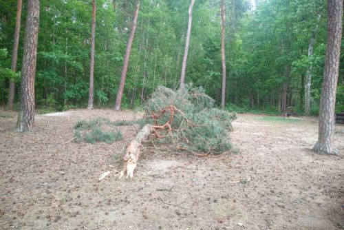 Foto: Vítr lámal stromy v lesích i parcích v Plzni. Buďte obezřetní