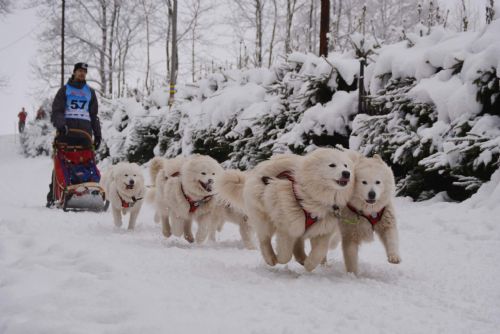 Foto: Vojta Němec bude se svými psy trénovat v Krkonoších