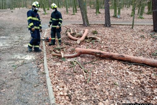 Foto: Vyvrácený strom hrozil ve Špitálském lese pádem na stezku