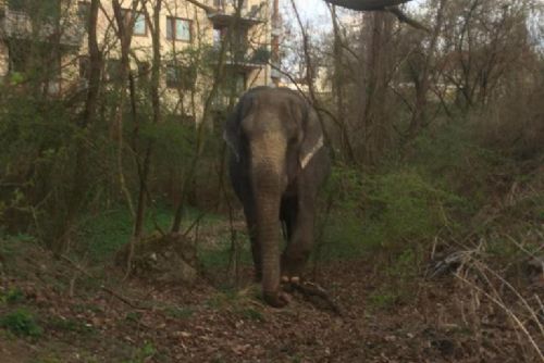 Foto: Z cirkusu v Plzni utekl slon, slyšeli na lince 156