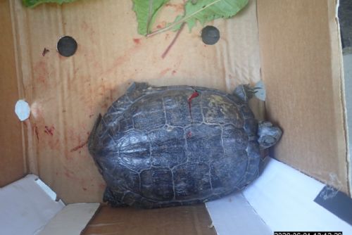 Foto: Želvu v Bolevci zranilo projíždějící auto