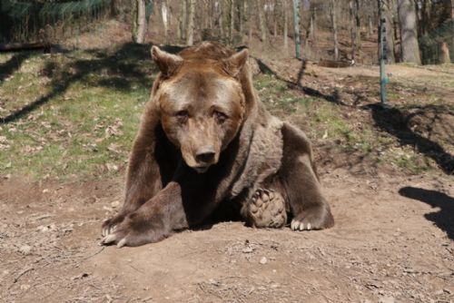 Foto: Zemřel nejstarší medvěd zoo Pišta 