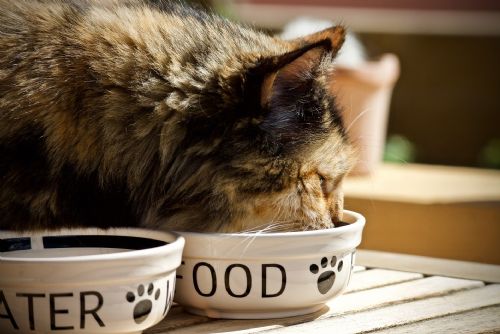 Foto: Změna krmiva pro kočky - jak to udělat správně?