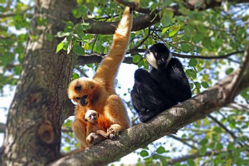 Foto: Zoo Plzeň láká na mláďata opic a vyhlíží bezhřívé zebry