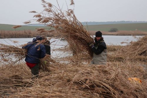Foto: Zvířecí záchranáři hledají brigádníky na sekání rákosí na Novém rybníku