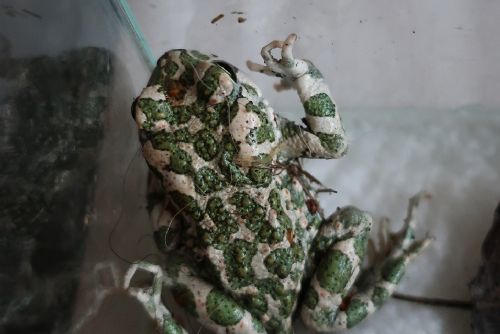 Foto: Zvířecí záchranáři pečují o další žábu. Placatou a zelenou