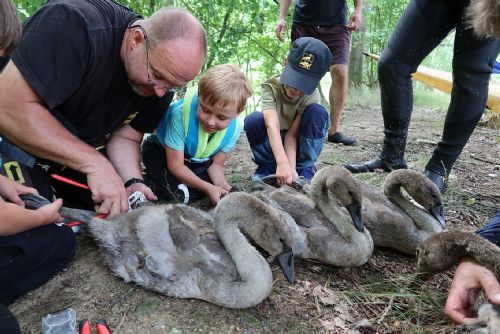 Foto: Zvířecí záchranáři v kraji už okroužkovali 150 labutí