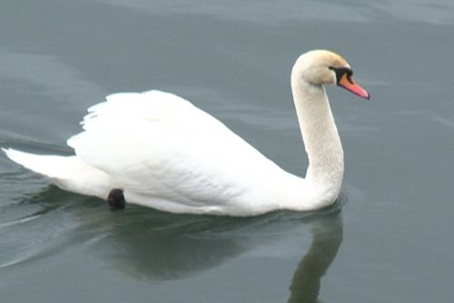 Foto: PLZEŇSKÁ 1: Nekrmte labutě na Boleváku, říkají odborníci. Ale málo platné…