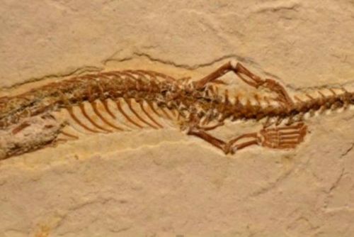 Foto: Archeologové objevili fosilii čtyřnohého suchozemského hada
