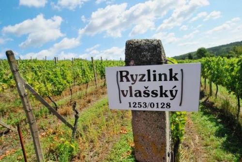 Foto: České víno, a přesto z dovozu? Brzy minulost, slibuje ministerstvo