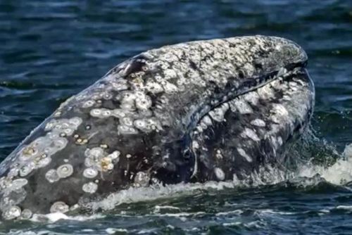 Foto: Další rekord savců: Velryba urazila 22 500 kilometrů