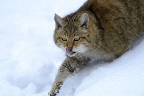 Foto: Do Bavorského lesa se po 170 letech vrátily divoké kočky