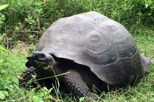 Foto: Jak se vlastně želva hledá? Na Galapágách objevili nový druh