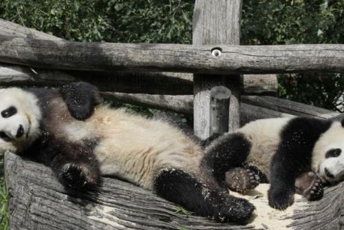 Foto: Jak se žije vídeňským pandám s českou péčí?