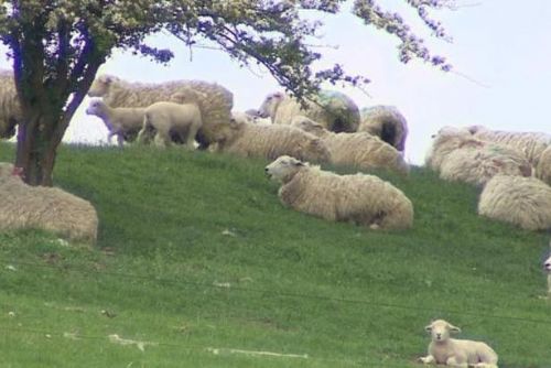 Foto: Kam s vlnou? Řeší majitelé ovčích stád v Česku
