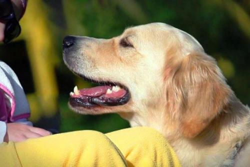 Foto: MPSV slibuje přispívat i na asistenční psy pro handicapované