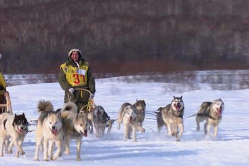 Foto: Napříč Kamčatkou: Do slavného závodu se pustilo patnáct musherů