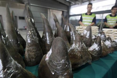 Foto: Obchod s rohy nosorožců je v JAR zase legální. Soud zrušil embargo