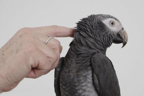 Foto: Policie v USA vyslýchá papouška. Mohl by dosvědčit vraždu svého pána