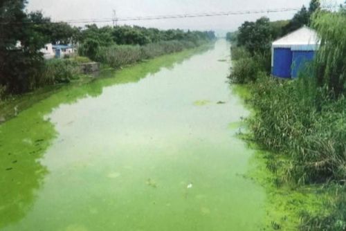 Foto: Smočit se v čínském jezeře Tchaj je jako skočit do kádě s chemikáliemi