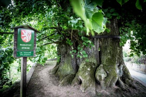 Foto: Soutěž krásy mezi stromy vyhrála „tisíciletá“ lípa z Tatobit