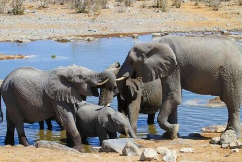Foto: V Česku vzniká speciální obojek k ochraně afrických slonů