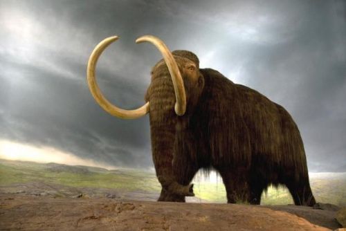 Foto: Vzkříšení mamuta na obzoru