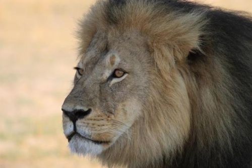 Foto: Zastřelením lva Cecila se už zabývají americké úřady