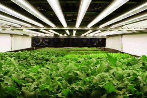 Foto: Zeleninu už lze pěstovat i bez půdy: Řešení hladomoru, nebo dobrý byznys plán?