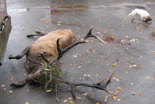 Foto: Běžkař u Prenetu našel hlavu jelena