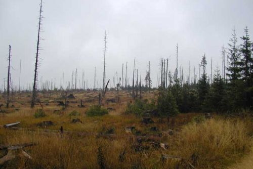 Foto: Na Šumavě loni uschlo mnohem méně lesa