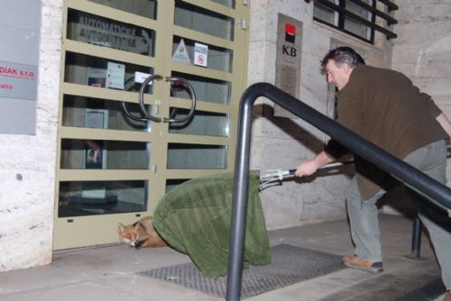 Foto: Liška se dobývala do rokycanské Komerční banky 