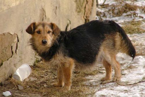 Foto: U Zruče uhynuli po užití otrávených návnad pes a liška