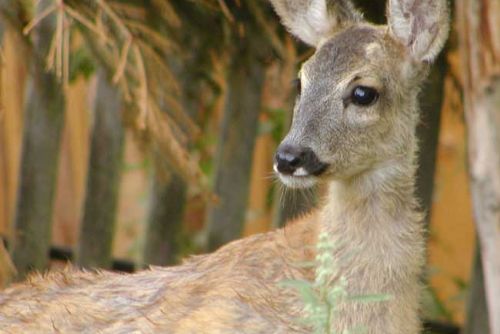 Foto: V arboretu Sofronka vznikne zoo koutek s lesní zvěří 
