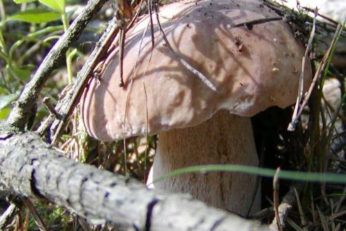 Foto: Do Německa, Belgie nebo Nizozemska putují houby ze západu Čech
