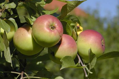 Foto: Sadaři čekají podprůměrnou úrodu jablek