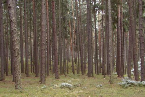Foto: Na Klatovsku se krade dřevo. Celé stromy i trámy