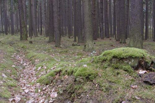 Foto: V lese u Staňkova našli v autě mrtvého muže
