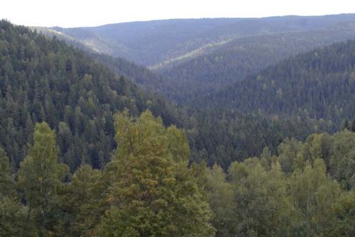 Foto: Rada kraje schválila dotace na hospodaření v lesích 