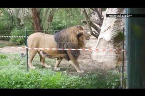 Foto: Zoo Plzeň by v roce 2016 ráda rozmnožila lvy.