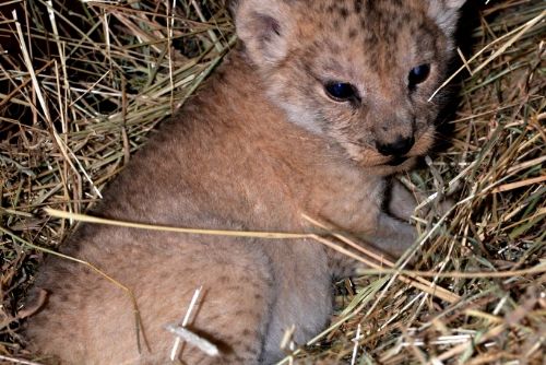 Foto: V plzeňské zoo se narodilo mládě lva berberského