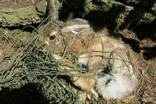 Foto: Betonový propustek uvěznil na Košutce zajíce 
