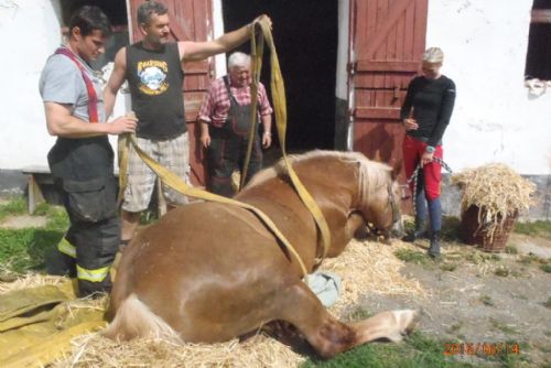 Foto: Hasiči v Útušicích pomáhali zvednout ležícího koně
